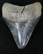 Serrated Megalodon Tooth #21865-1